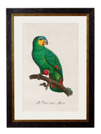 C.1800's Collection of Parrots - set of 16 - The Weird & Wonderful