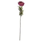 Autumn Spider Chrysanthemum