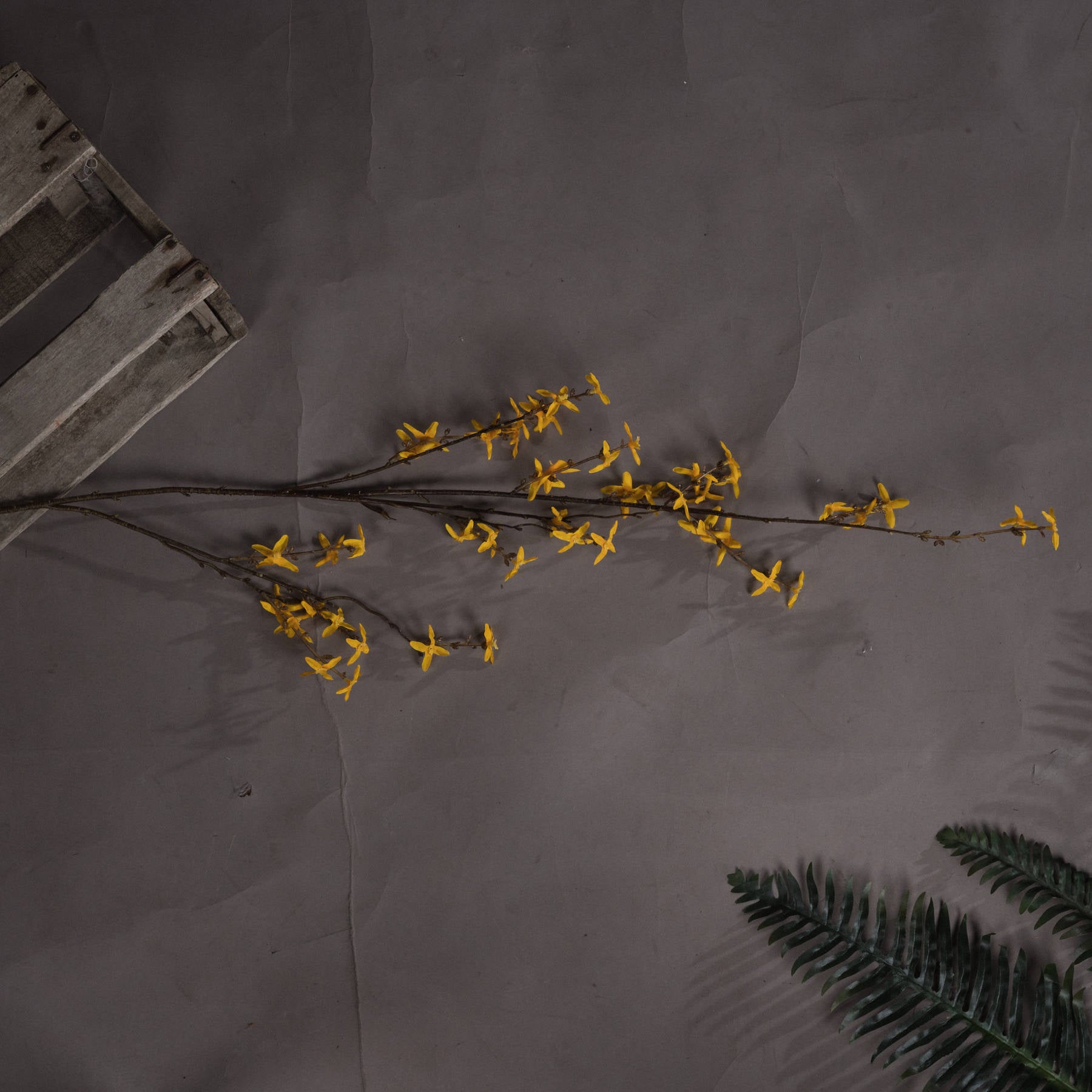 Vibrant yellow Forsythia branch