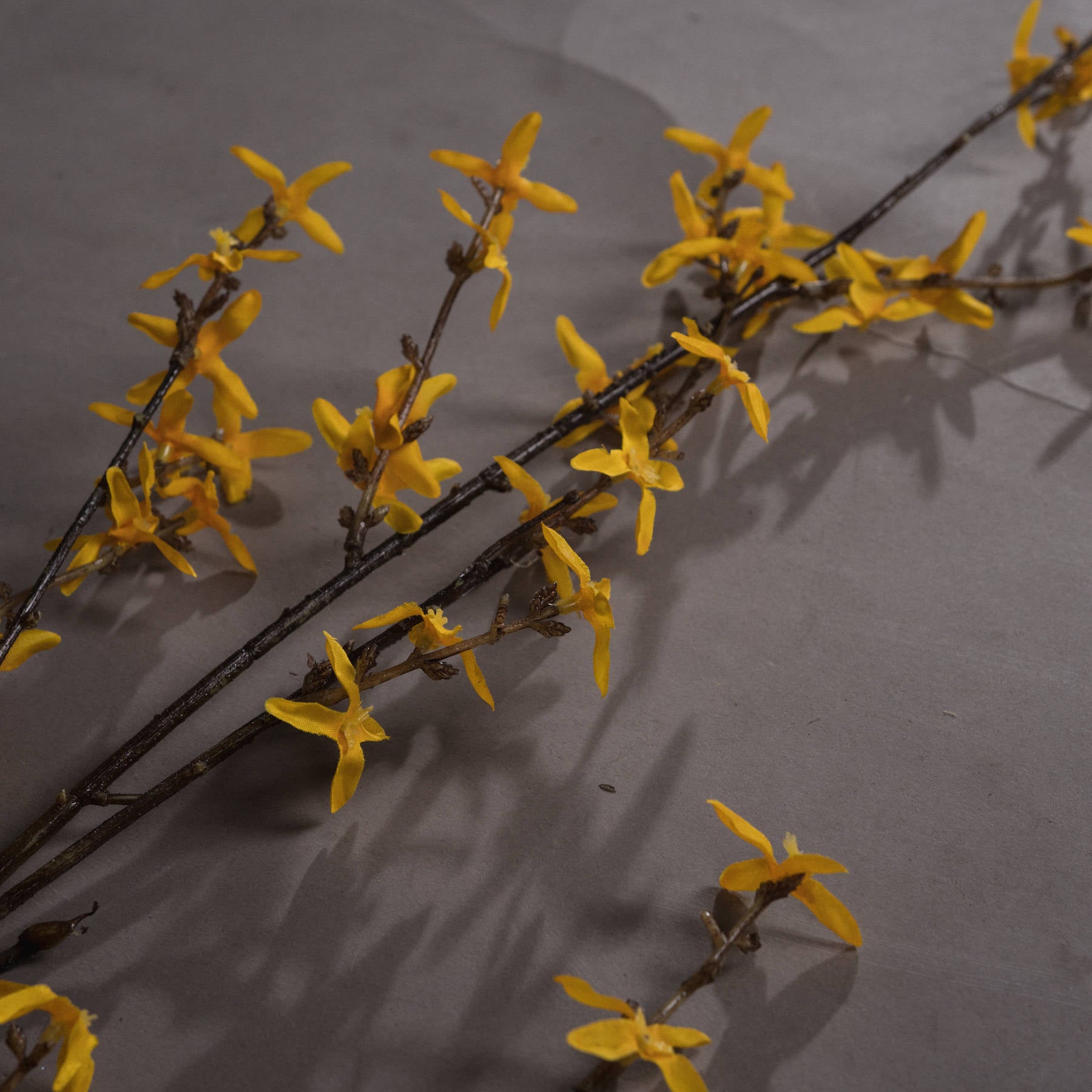 Vibrant yellow Forsythia branch