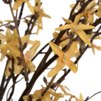 Vibrant yellow Forsythia branch