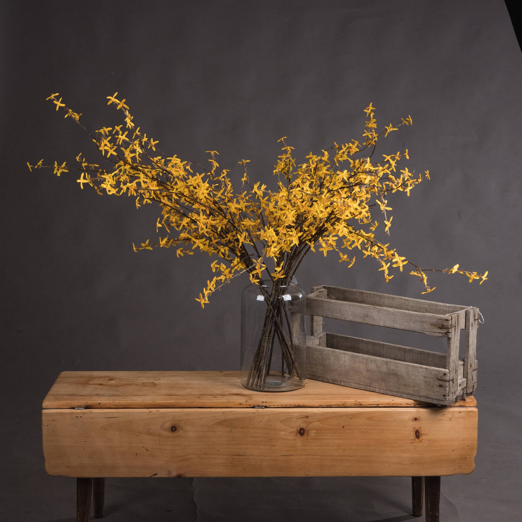 Vibrant yellow Forsythia branch