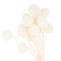 Dried White Billy Ball Bunch Of 20