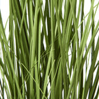 White Agapanthus Plant In Pot