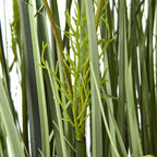 Large White Meadow Plant In Pot