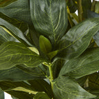 Large White Peony Plant In Pot