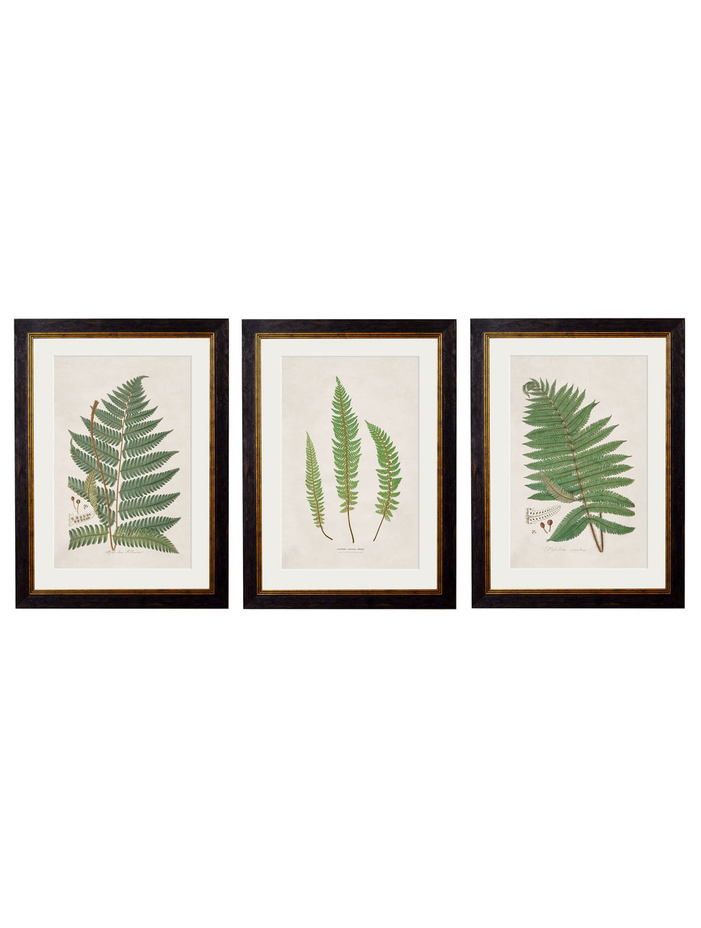 c.1831 Collection of Ferns
