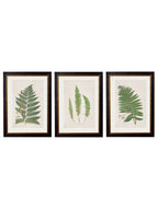 c.1831 Collection of Ferns