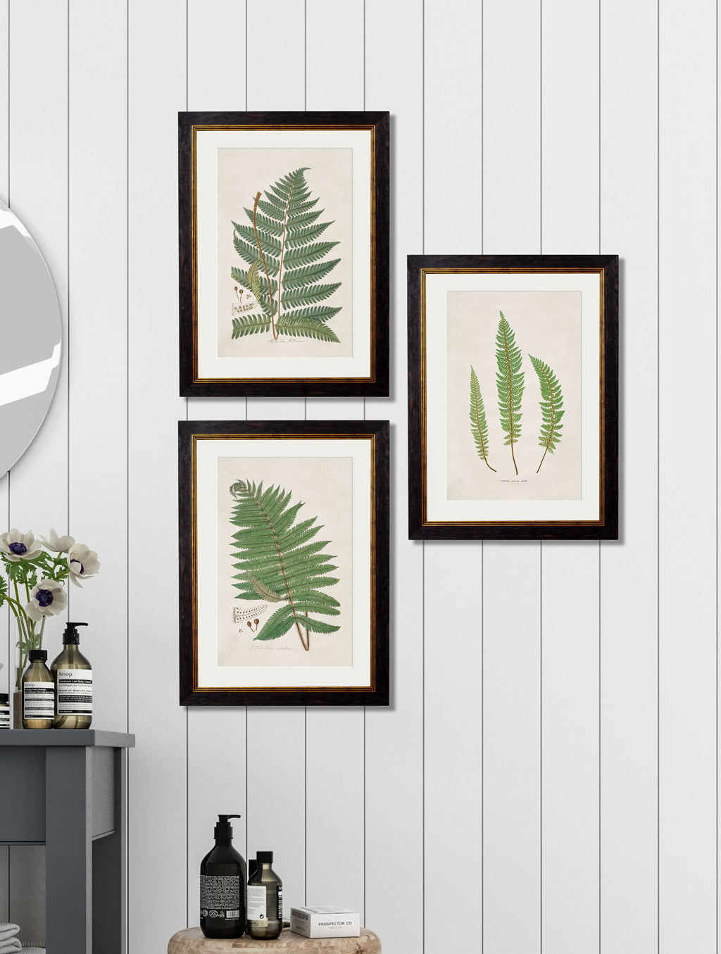 c.1831 Collection of Ferns