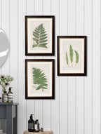 c.1831 Collection of Ferns