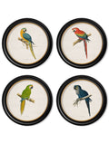 C.1884 Collection of Macaws in Round Frames