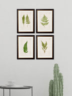 c.1864 Collection of British Ferns
