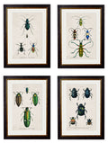 c.1836 Studies of Beetles