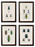c.1836 Studies of Beetles