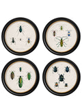 c.1836 Beetle Plates - Round Frame
