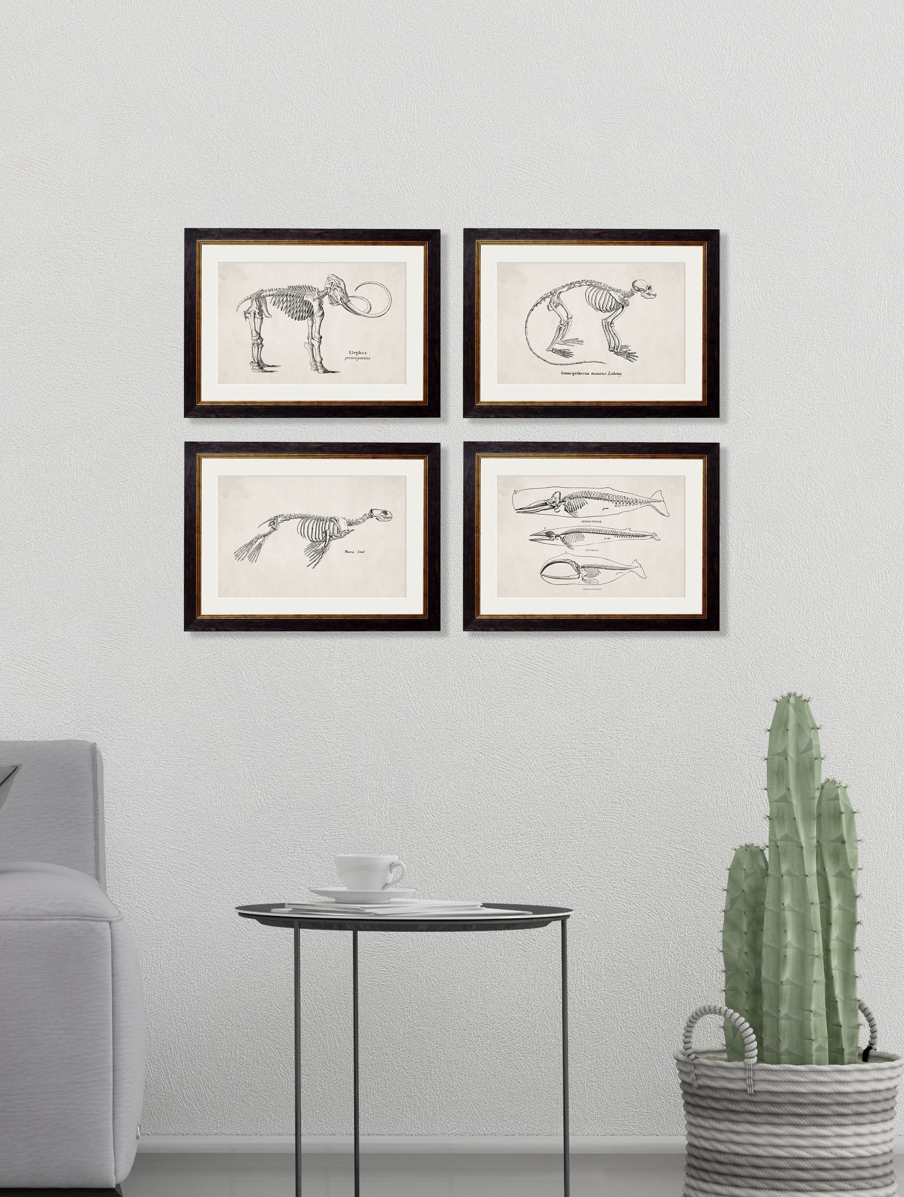 c.1870 Anatomical Skeletons