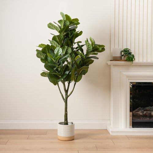 150cm Fiddleleaf Tree in Pot KD