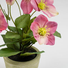 34Cm Pink Hellebore Plant