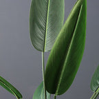 110Cm Real Touch Bird Of Paradise