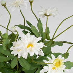 35Cm Classic Daisy In Terracotta Pot