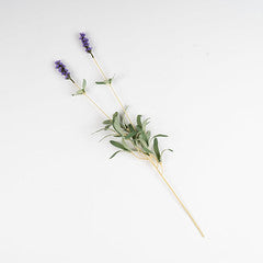 53Cm Lavender Stem Pack 5