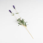 53Cm Lavender Stem Pack 5