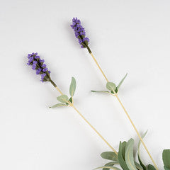 53Cm Lavender Stem Pack 5