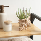 16Cm Succulent In Cement Shell