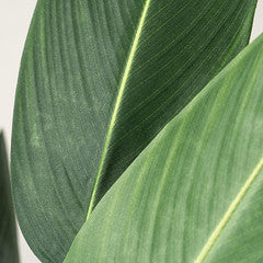 130Cm Bird Of Paradise Tree