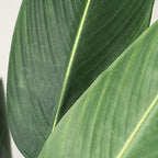 130Cm Bird Of Paradise Tree