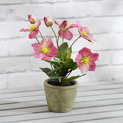 34Cm Pink Hellebore Plant