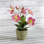 34Cm Pink Hellebore Plant