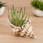 16Cm Succulent In Cement Shell