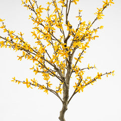 132Cm Forsythia Tree