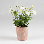 35Cm Classic Daisy In Terracotta Pot
