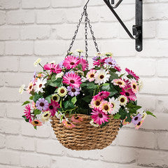 56Cm Mixed Daisy Hanging Basket