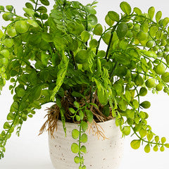 28Cm Fern In Speckled Ceramic Pot