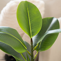 85Cm Real Touch Rubber Tree