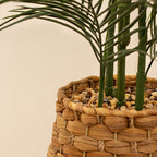 100cm Palm in Basket