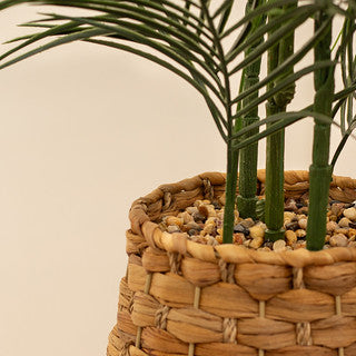 100cm Palm in Basket