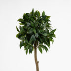 90cm Bay Tree in Pot Pack 2