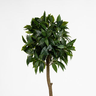 90cm Bay Tree in Pot Pack 2