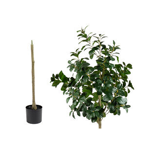 160cm Peperomia Tree