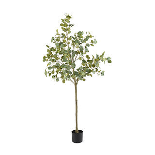160cm Eucalyptus Tree