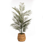 100cm Palm in Basket