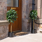 90cm Bay Tree in Pot Pack 2