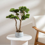 56cm Pine Tree Bonsai in Cement Effect Pot