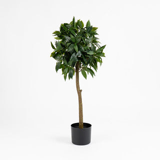 90cm Bay Tree in Pot Pack 2