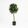 90cm Bay Tree in Pot Pack 2