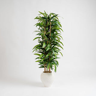130cm Slimline Bamboo tree in Dimpled Ceramic Pot